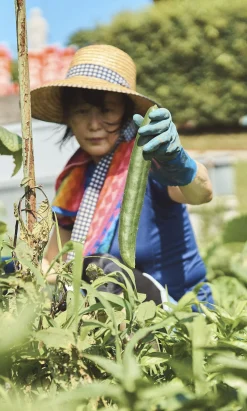 Japanese Cucumber Seeds