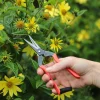 Red Garden Snips