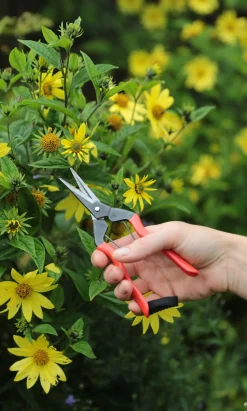 Red Garden Snips
